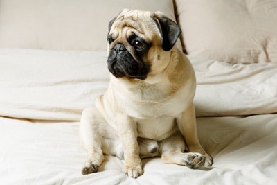 後ろ足を前に出して座る犬