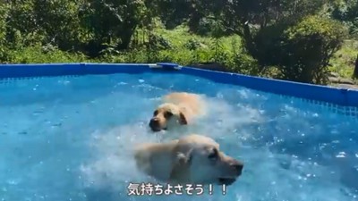 気持ちよさそうに泳ぐ2匹