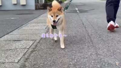 おじいちゃん家に向かう富くん