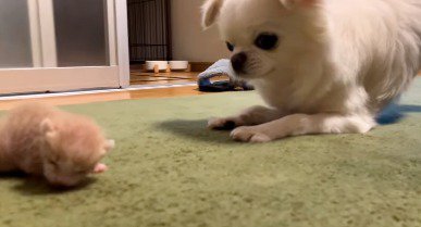 這いずる子猫を近くで見守る犬