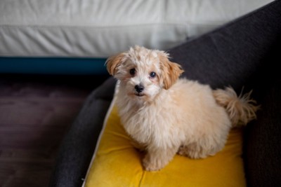 クッションの上に座る子犬