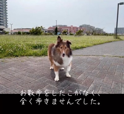 歩かないシェルティ