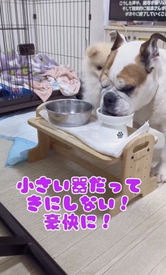 わたちゃん、「お手本」を凝視