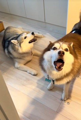 ブルちゃんとベルちゃんの日常4