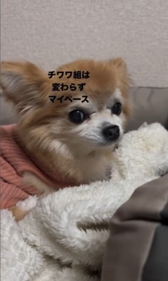 おばあちゃんとの別れを惜しむワンコたち8