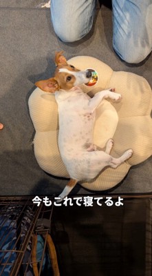 クッションの上で寝転がる犬