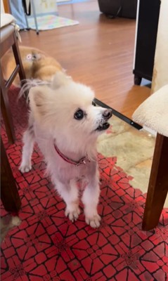 ルナちゃんの変化3