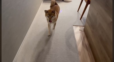 帰宅した飼い主を迎えにきた犬