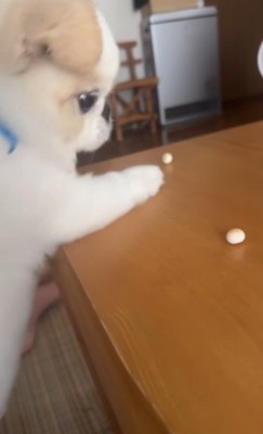 ボーロを食べたいワンコ⑩