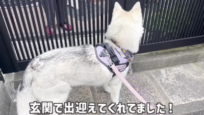 犬嫌いなおばあちゃんの家へ
