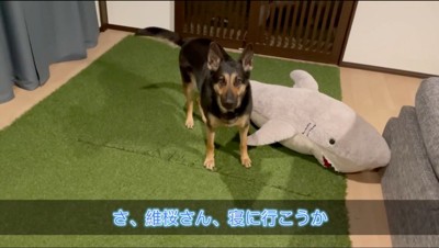 カメラを見つめる犬