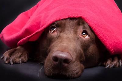 赤い布を被っている犬
