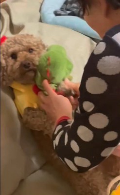 茶々丸くんとおばあちゃん6