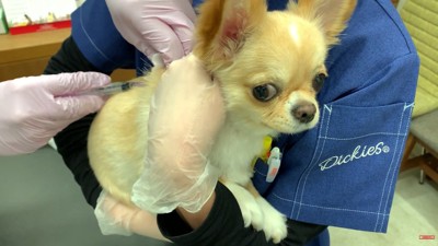 いい子で頑張ってくれました!