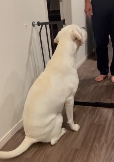 帰宅した飼い主を待つ大型犬