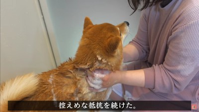 不思議な犬語で抗議