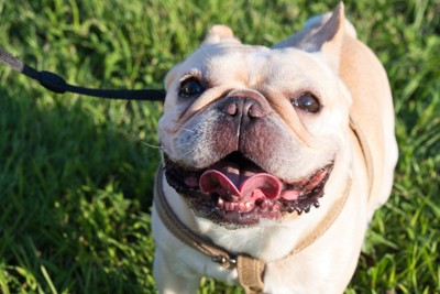 笑顔で見上げる犬