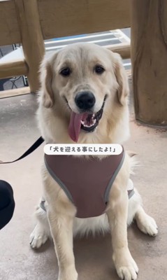 小町ちゃんと実家に帰省3