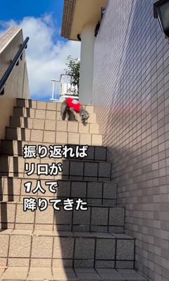頑張って階段を下りるリロちゃん