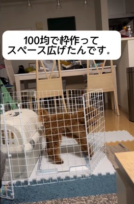 スペースを広げたケージ