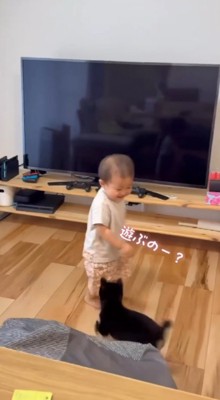 笑顔で子犬を見つめる男の子