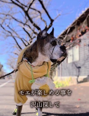 ロノちゃんの思い出と生きていく