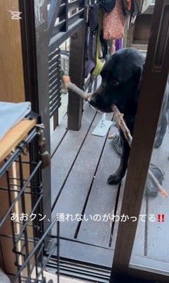 枝を運びたいあお君2