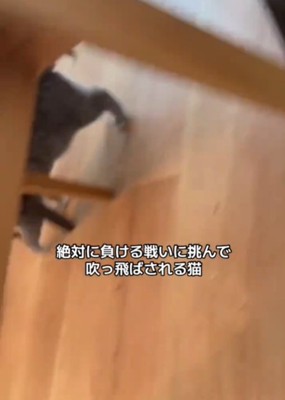 猫の足1