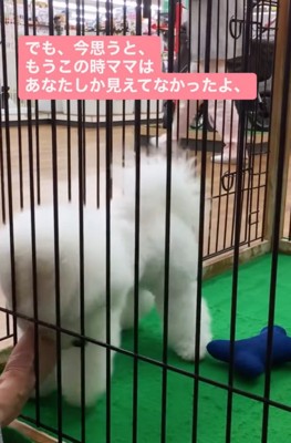 犬と柵越しに触れ合う