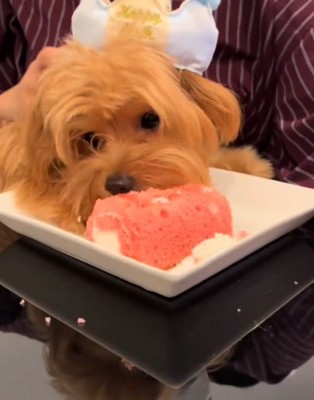 皿に乗った大きなおやつを食べる犬