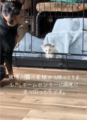 振り向く犬