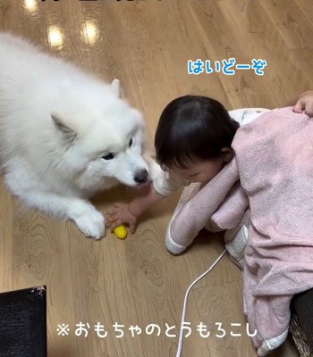 おままごとに付き合うこはくちゃん