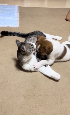 仲良しな2匹
