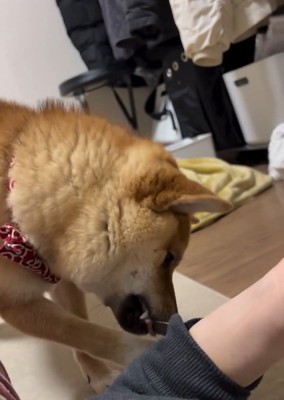 輪ゴムをくわえるそら君