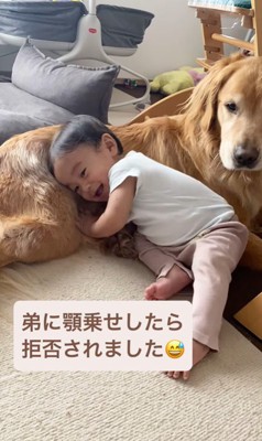 ラジャーくんが息子くんにあご乗せしてみたら3