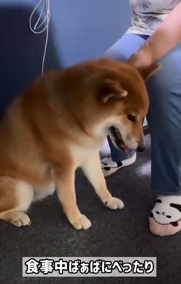 おばあちゃんにべったりのぽてとくん