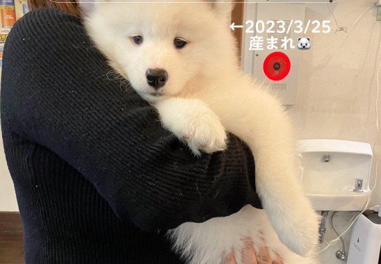 サモエドの子犬をお迎え