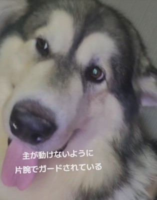 ぽてまるちゃんの姿が…