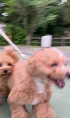 お母さんを見つけた時の福ちゃん＆米ちゃん7