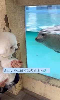 セトくんとアザラシ6