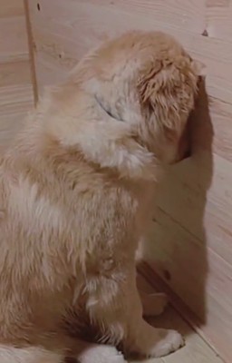 壁に頭をつけて微動だにしない子犬