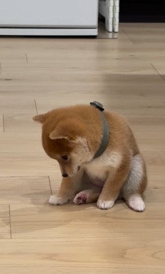 はむちゃんの寝落ち