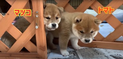 囲いの隙間から出てくる2匹の柴犬の赤ちゃん