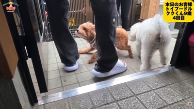 ククくんがご来店