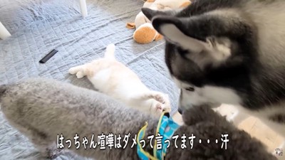 「喧嘩はダメ!」と仲裁