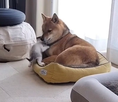 犬の顔に近寄る猫