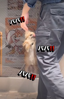 嬉しそうな犬2