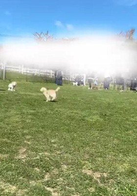 ドッグランを謳歌するてぃむちゃん