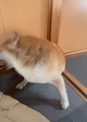 噛み付くふりをする柴犬