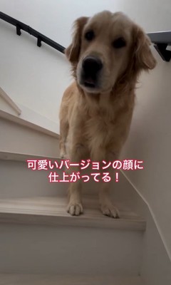 起こしてもらえた日のシェリーちゃん3